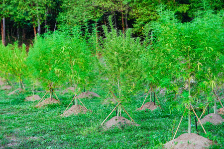 Cannabis, hemp, ganja, marijuana plantation. Agriculture in natural, sativa or indica narcotic farming outdoor. Wild plant legalize for health, hash flower weed cannabidiol cbd thc oil.の写真素材