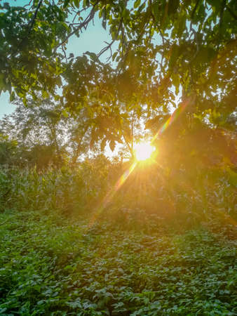 Sunset in the house garden with lots of vegetation and sunlight between the trees