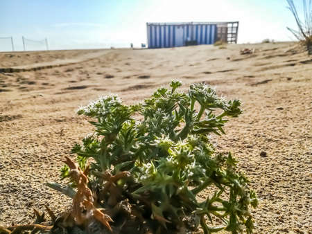 Plant with spikes on the beach of Puerto de Saguntioの写真素材
