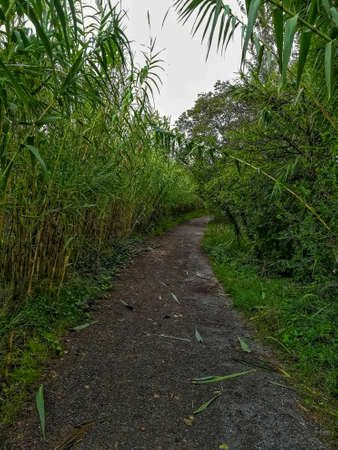 Dirt road with lots of vegetation on the banks on a gray day