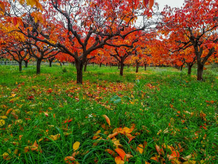 Plantation of kaki trees with leaves in reddish in autumnの写真素材