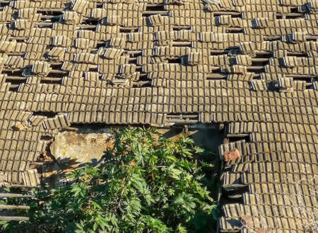 Roof of a gray tiles collapsing with a tree emerging