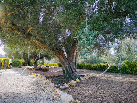 Centennial olive tree in garden with two swingsの写真素材