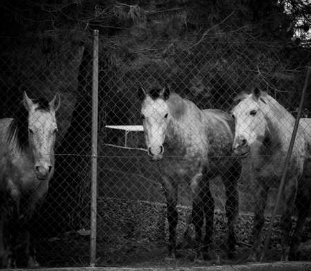 Horses with challenging look behind a fenceの写真素材