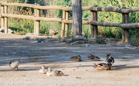 Ducks in freedom in the natural landscape of Nulesの写真素材