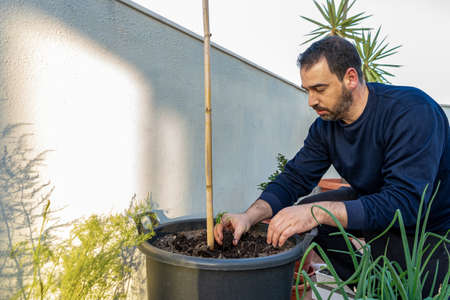 Attractive bearded man in dark clothing transplanting a tomato plant sprout into a larger pot in his urban garden set up on the terrace of his home. Cultivation conceptの写真素材