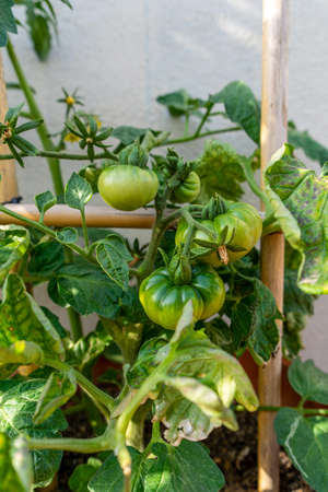 A tomato plant with still green, unripe tomatoes - the garden season begins. Cultivation conceptの写真素材