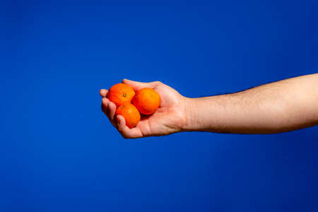 Mans hand offering three tangerines freshly picked from the trees, it is a delicious and very healthy fruit. Isolated on blue studio background.の写真素材