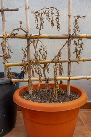 Dried tomato plants in a plastic pot with a structure of canes holding themの写真素材