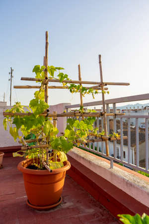 View of a cucumber plant grown in a plastic pot and supported by a reed structure at sunset in an urban gardenの写真素材