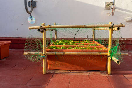 Detail of some radishes planted in several plastic pots protected from birds with a structure of...