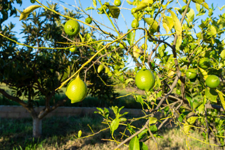 Closeup of several green lemons in full development on a rural orchard treeの写真素材