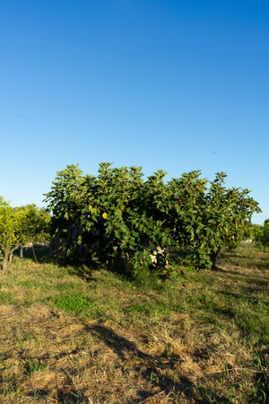 Vertical view of a large fig tree in an orchard with blue sky.の写真素材