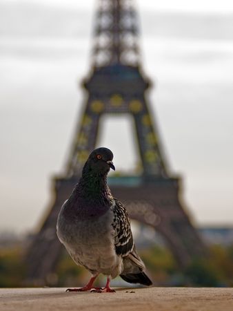 Eiffel Tower &amp, Pigeonの写真素材