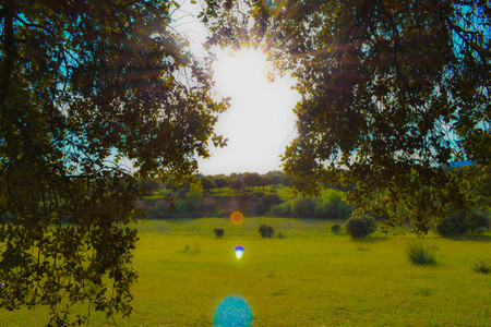 Sun rays shining through trees, grass field at background. Dreamsの写真素材