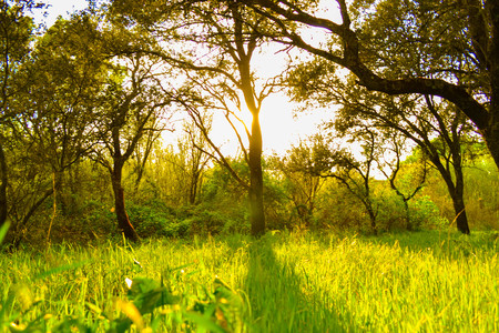 Sun rays shining through trees with defocused green grass field.の写真素材