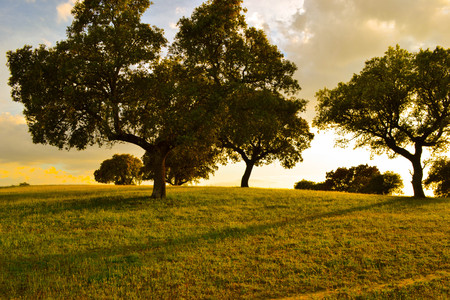 Evening golden sunset in a yellow and peaceful field with silhouettes of treesの写真素材