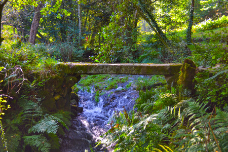 Stone bridge crossing a small river in middle of a green forestの写真素材