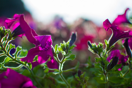 Close up of purple flowers with defocused sun rays at the background.の写真素材