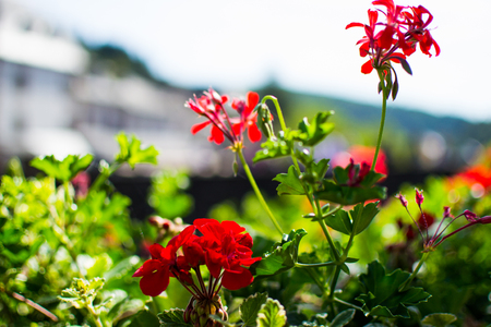 Close up of red flowers with blurred background. Macro nature. Love, passion.の写真素材