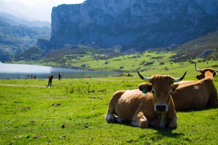 Portrait of a brown cow relaxing on a green meadow in Enol Lake, Covadonga Lakes, Asturias, Spainの写真素材
