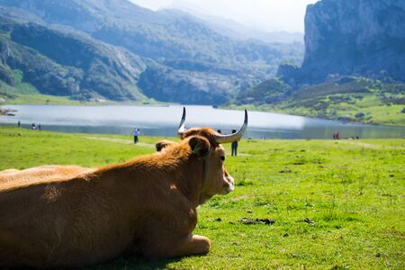 Portrait of a brown cow relaxing on a green meadow in Enol Lake, Covadonga Lakes, Asturias, Spainの写真素材