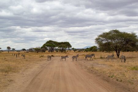 Group of zebras crossing through a pathway in the savannah of Tarangire National Park, in Tanzaniaの写真素材