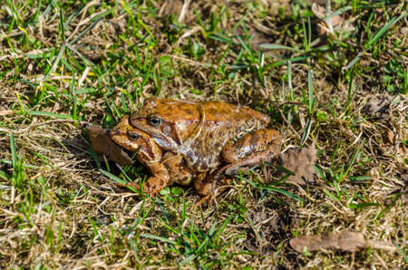 mating frogsの写真素材