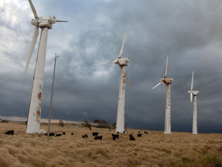 Windmills and cows on the Big Islandの写真素材