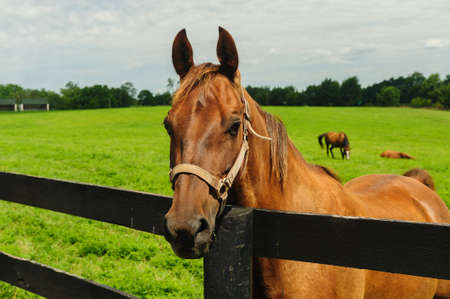 Portrait of horse