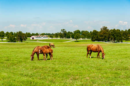 Horses on a Kentucky horse farmの写真素材