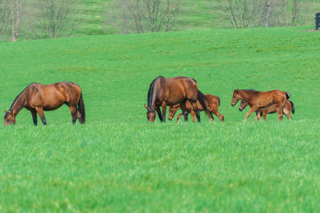 Horses grazing on a farmの写真素材