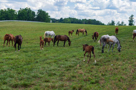 Horses grazing on a Kentucky horse farm