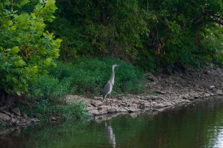 Great Blue Heron on the bank of a lake.の写真素材