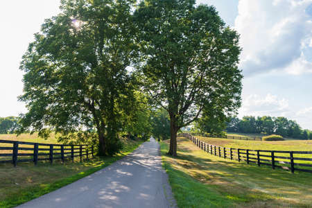 Country road lined with trees and fences.の写真素材