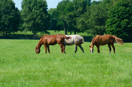 Horses grazing in a fieldの写真素材