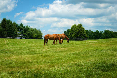 Horses grazing in a fieldの写真素材