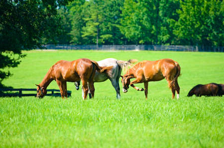 Thoroughbred horses grazing on a Kentucky horse farmの写真素材
