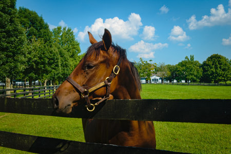 Horse looking over a fenceの写真素材