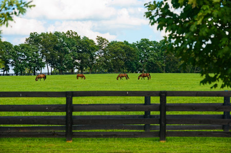 Horses grazing on a Kentucky horse farmの写真素材