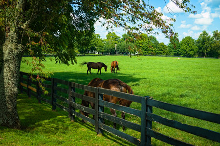 Horses grazing in a fieldの写真素材