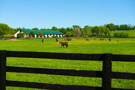 Horses on a Horse Farm in Kentucky in the USAの写真素材