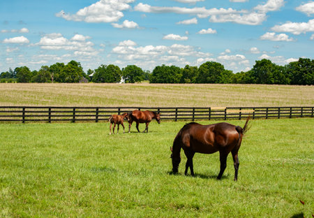 Mare and foal grazing on a Kentucky horse farm