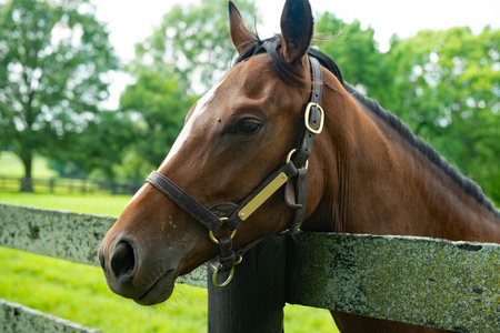 Portrait of a thoroughbred horse on a green meadow.の写真素材