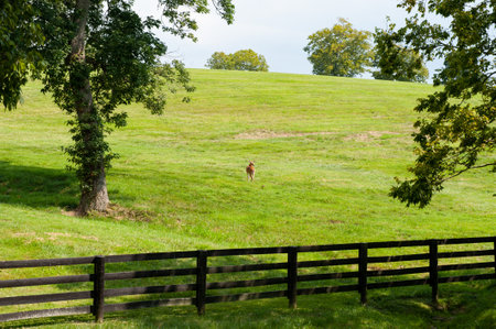 A roe deer standing in a meadow with a fence.の写真素材