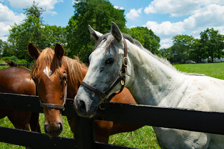 Horses in a paddock on a sunny day in summer.の写真素材