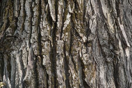 Background. Bark of old poplarの写真素材