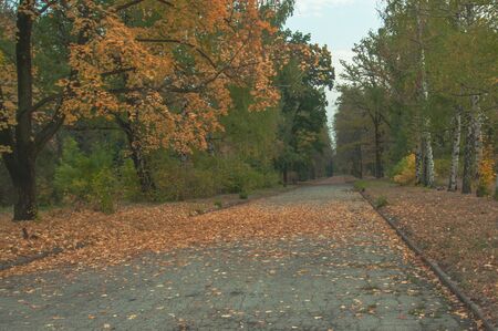 Alley in the old park without people. Autumnの写真素材