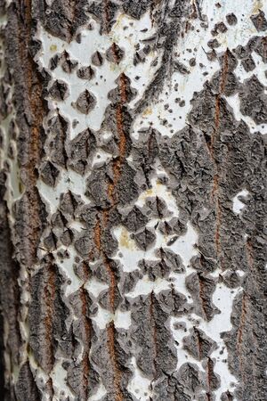 Bark Tree texture full frame in natureの写真素材