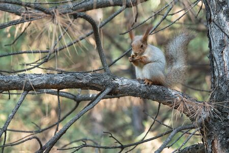 Eastern gray squirrel eats a nut on a pine ageの写真素材